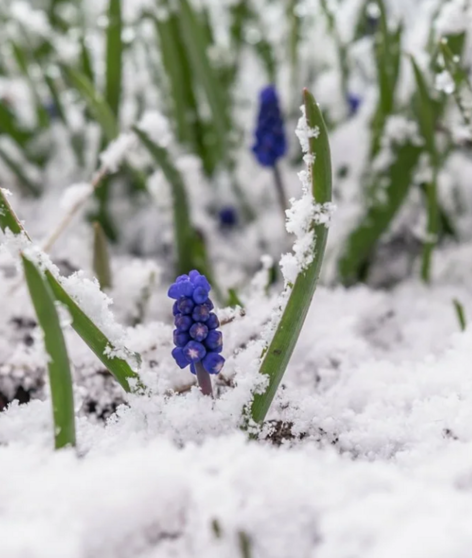 Возвратные весенние холода