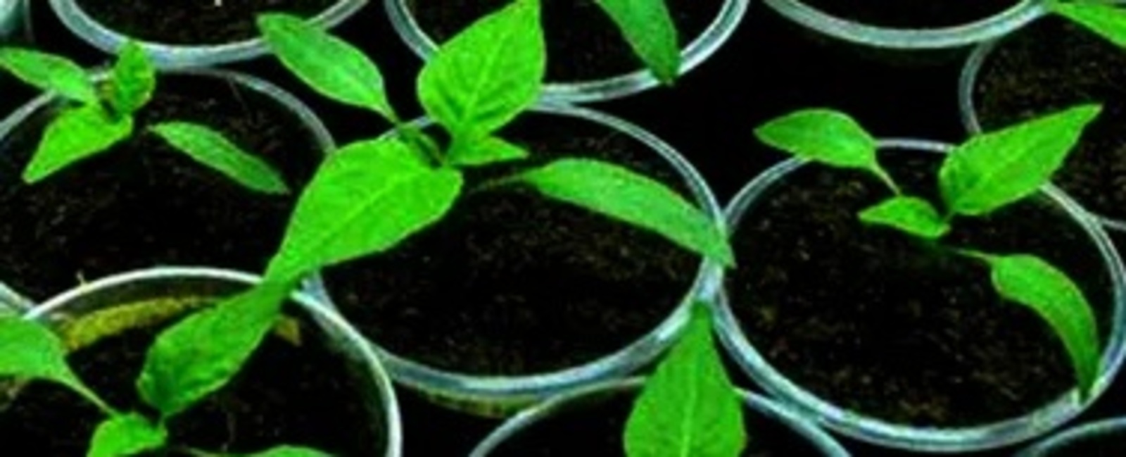 Как посеять перец на рассаду