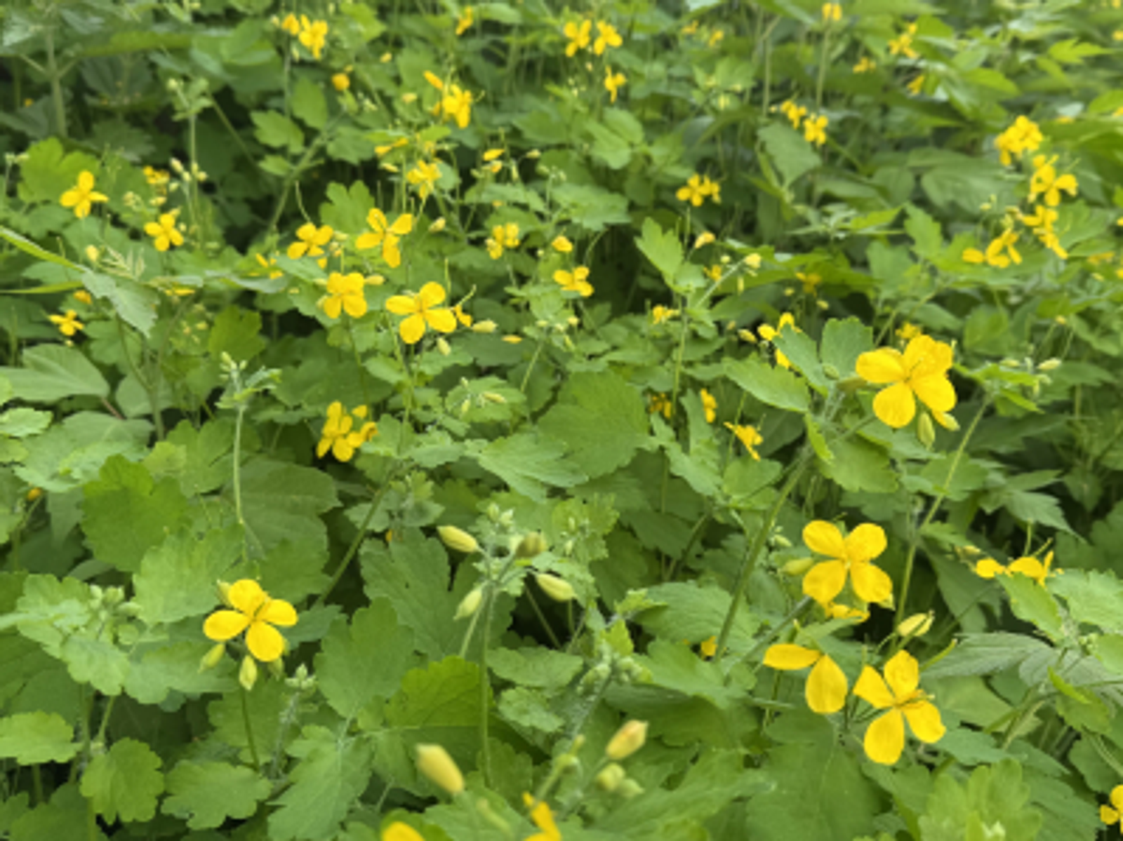 ПOЛЬЗА ЧИСТOTЕЛА НА ДАЧНОМ УЧАСТКЕ