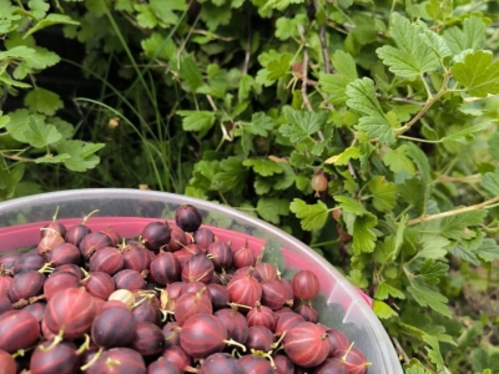 КАК ВЫРАСТИТЬ БОГАТЫЙ УРОЖАЙ КРЫЖОВНИКА