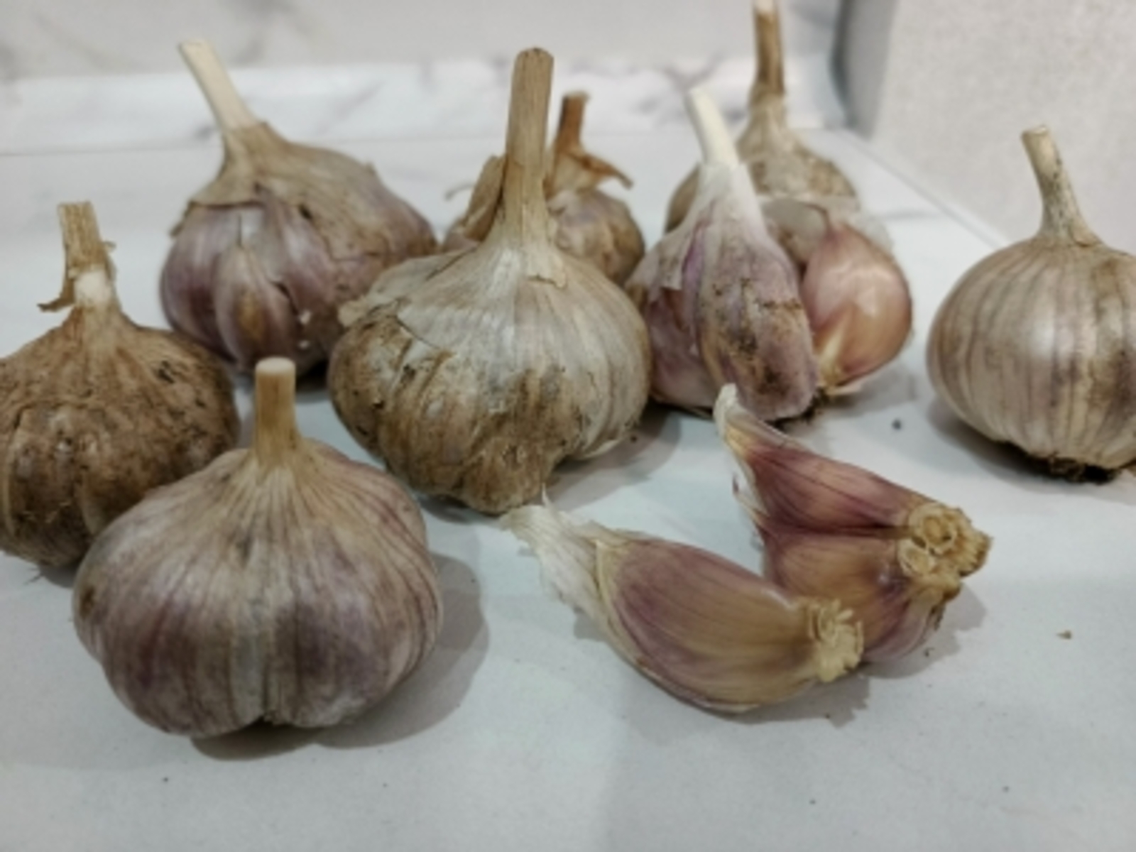 КАК ВЫРАСТИТЬ ХОРОШИЙ ЧЕСНОК