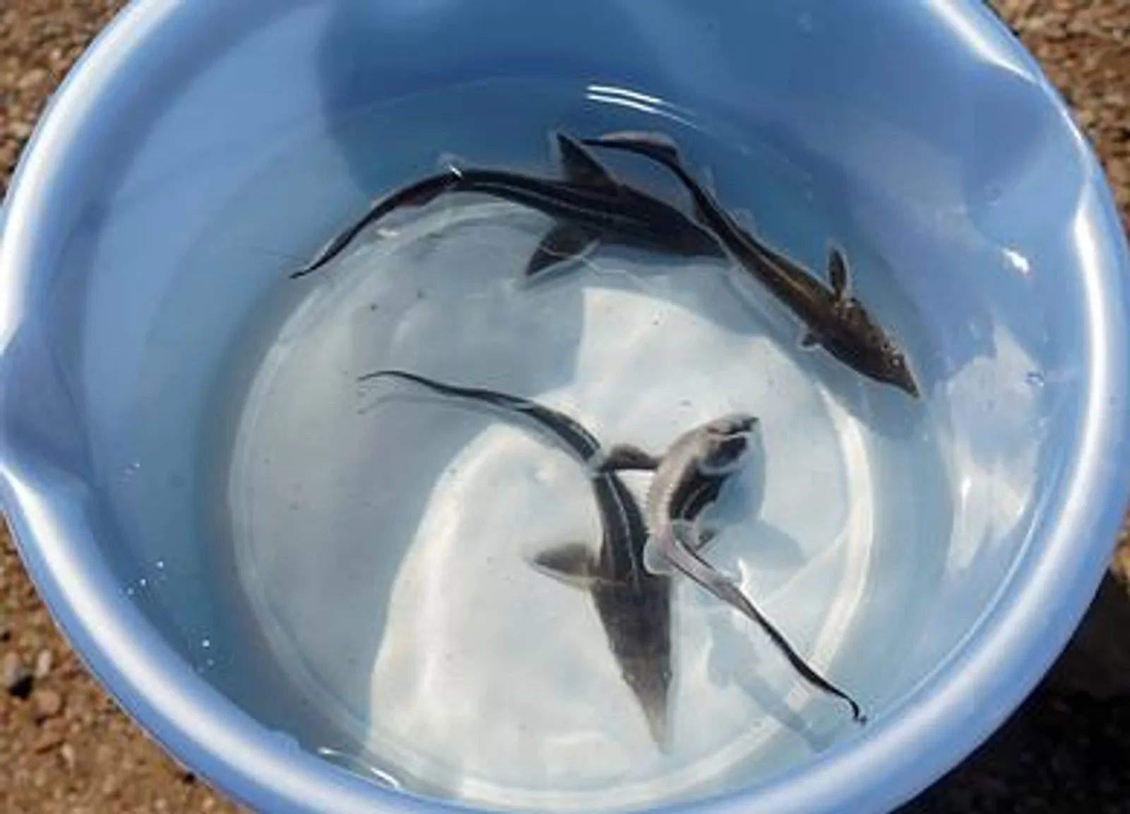 В Башкортостане подвели итоги народного проекта «Водорослям крышка»