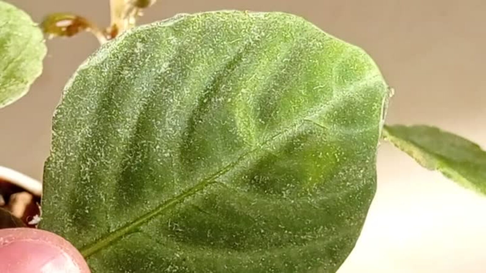 Паутинный клещ на комнатных растениях