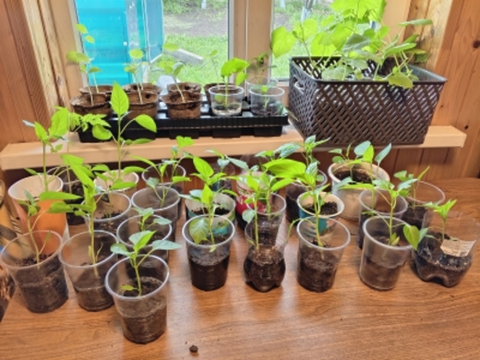 Зототые правила выращивания рассады огурцов