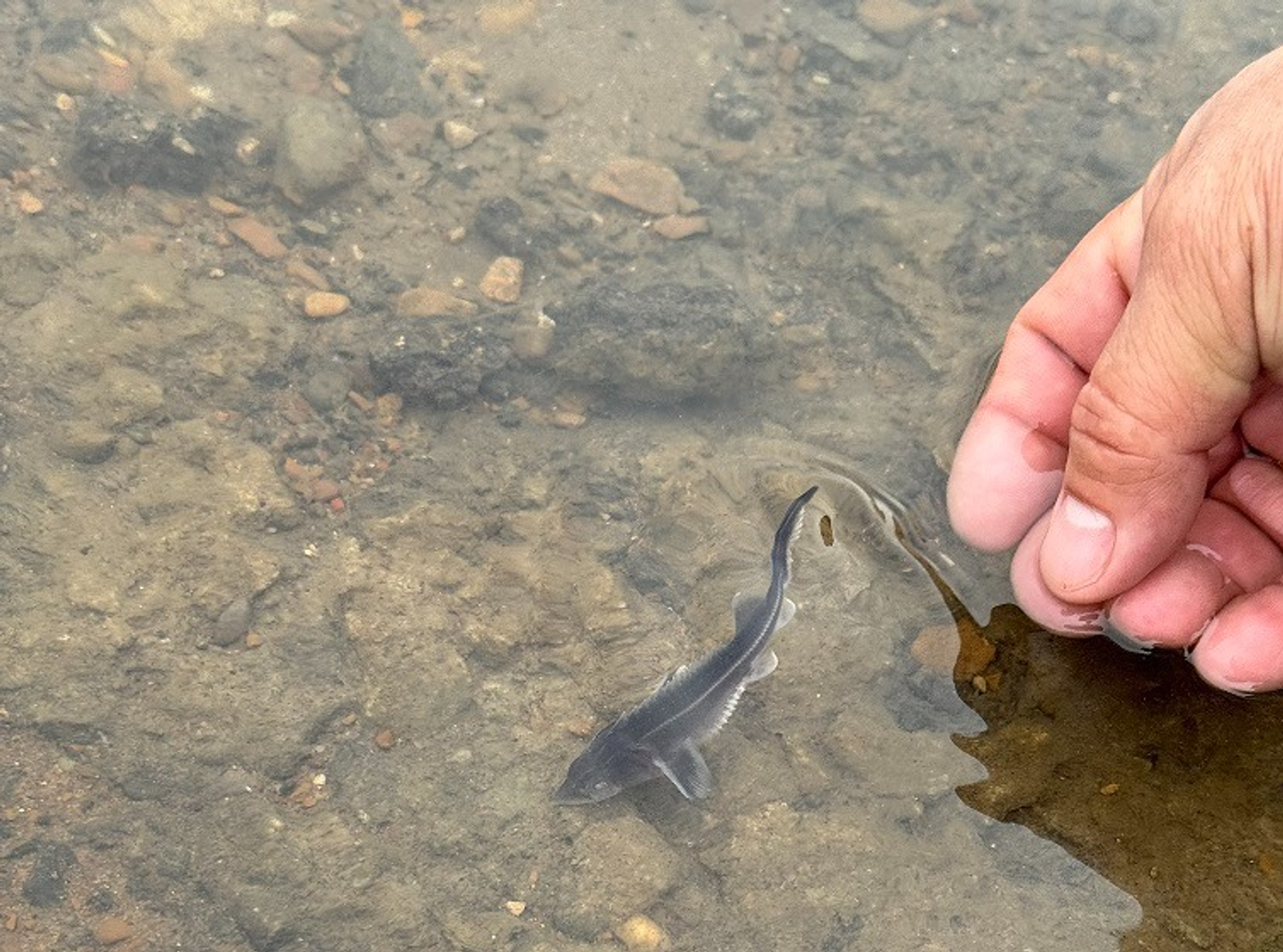 Л. Туктамышова