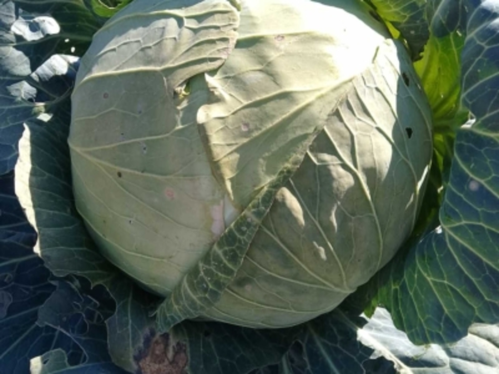 Салат «Витаминный» из капусты и моркови