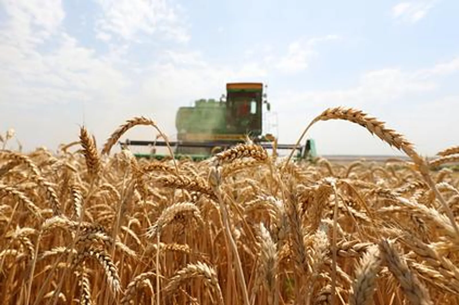 Экспорт семян сельхозкультур из Башкортостана увеличился вдвое