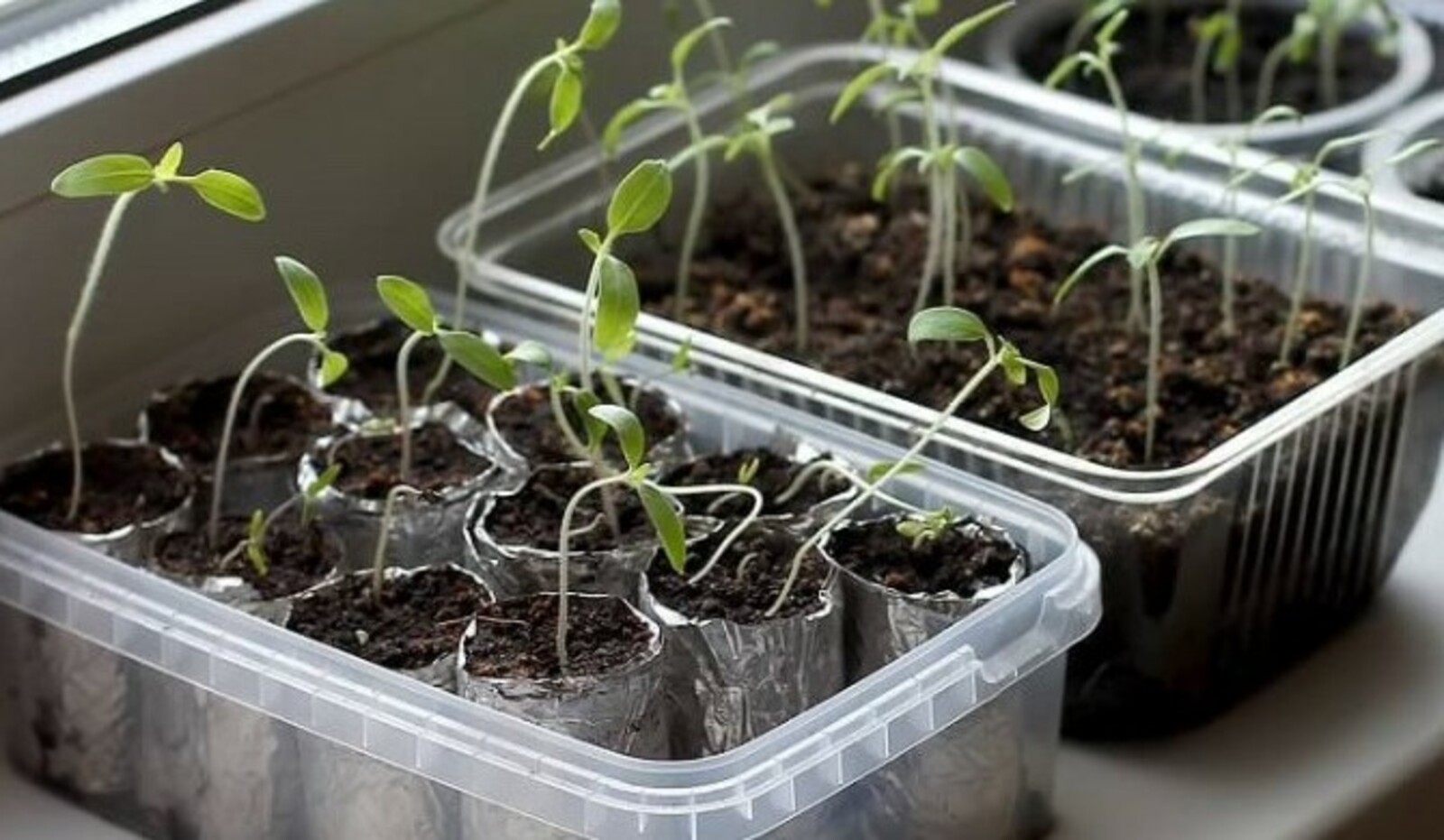 Лунный посевной календарь  на 2026 год по месяцам