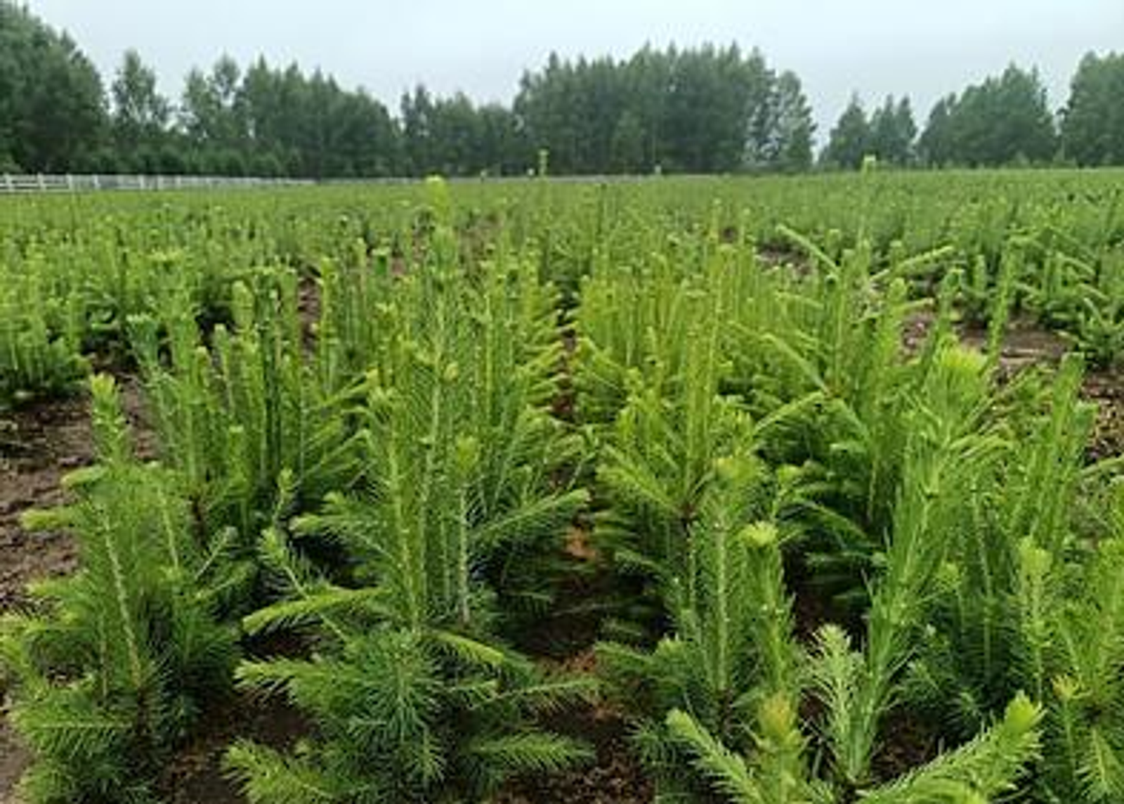 Выращено более 48,6 млн посадочного материала