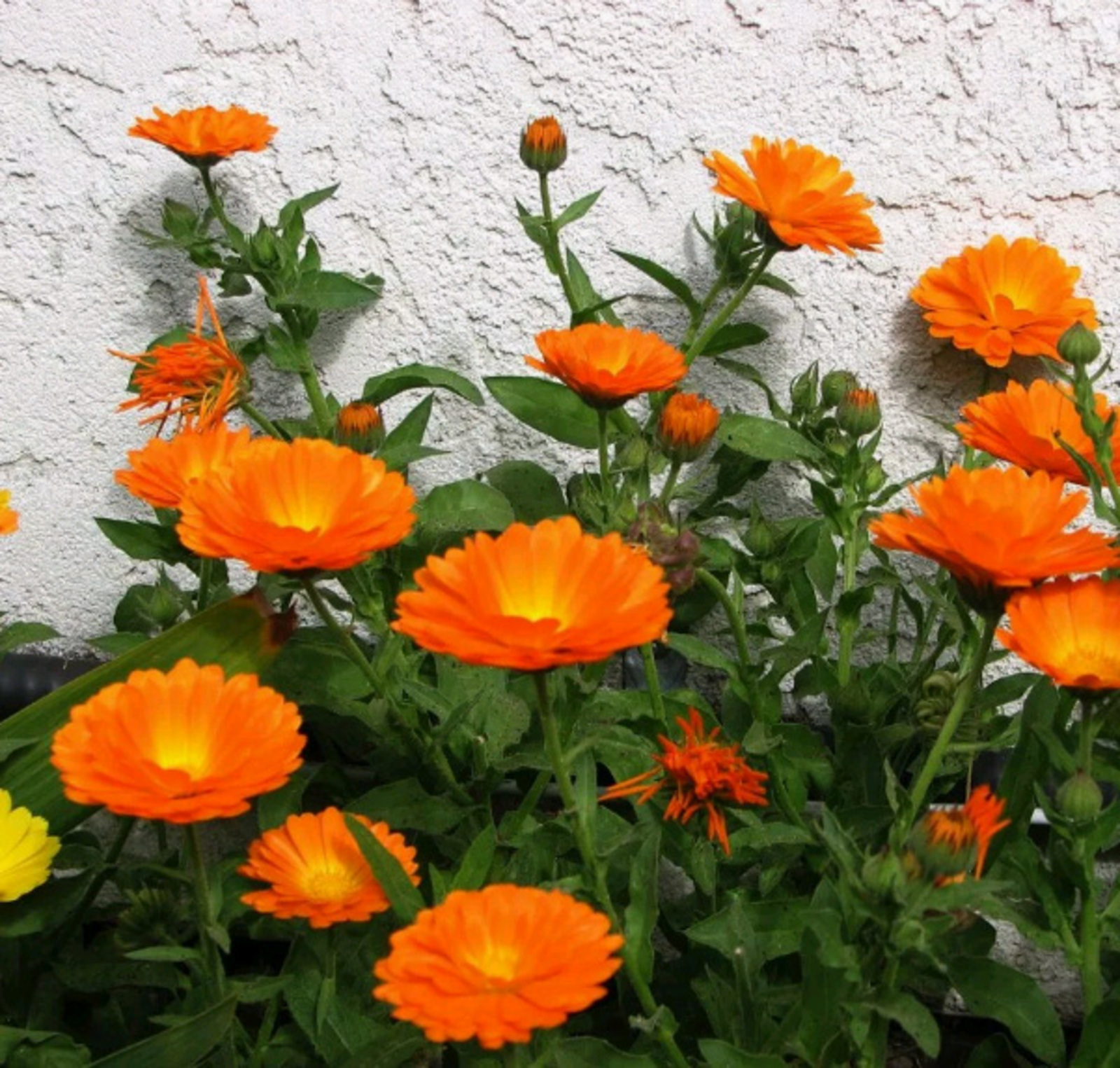 Какие цветы высадить на даче для защиты от вредителей?