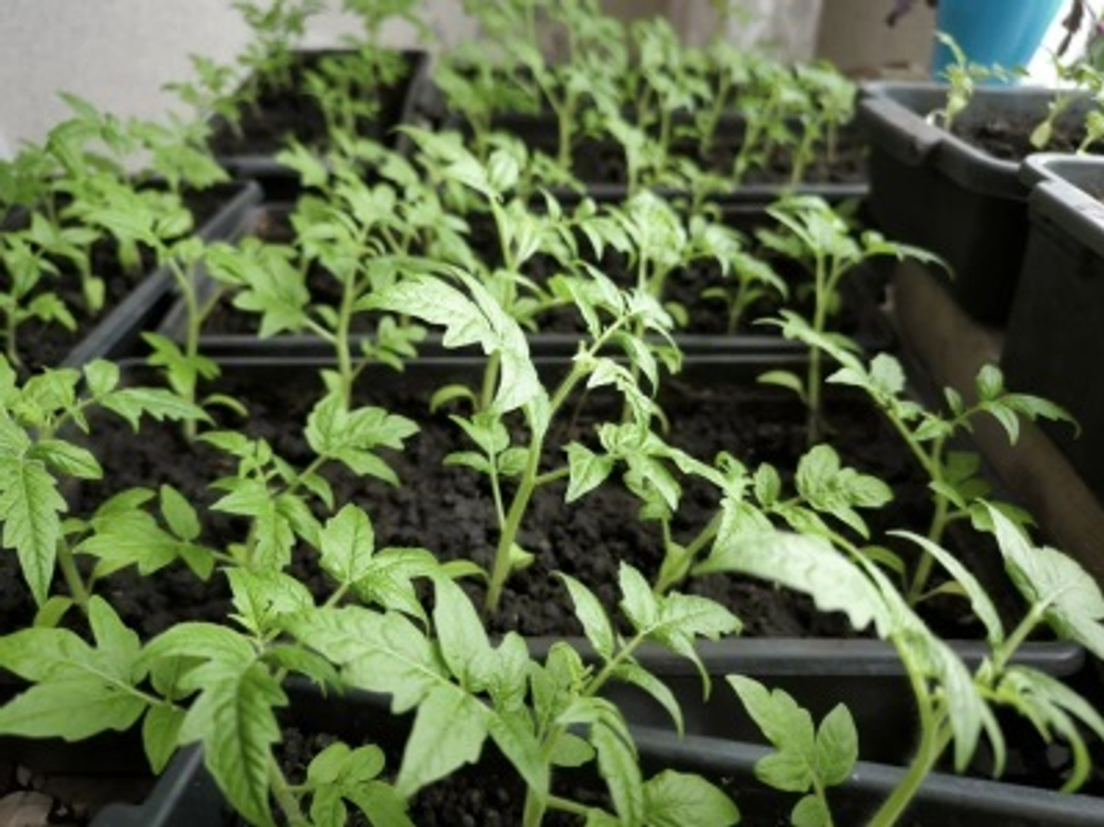 ЧТОБЫ РАССАДА ПОМИДОР БЫЛА КРЕПКОЙ